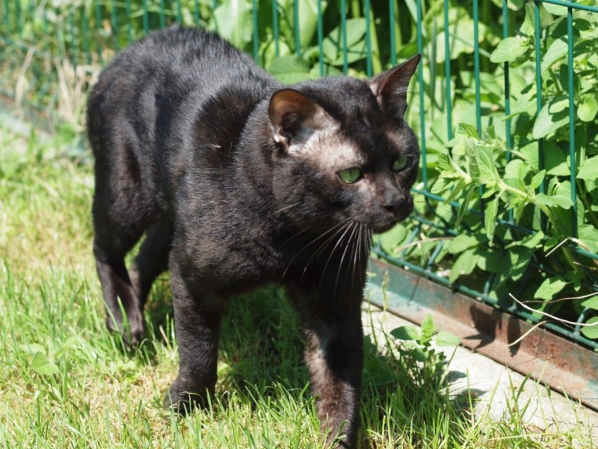 Black - kocur
