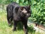 Black - kocur
