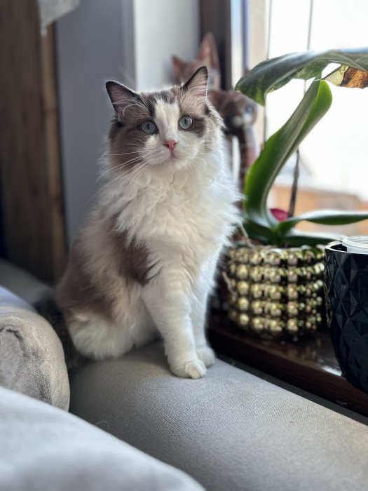 Lulu
