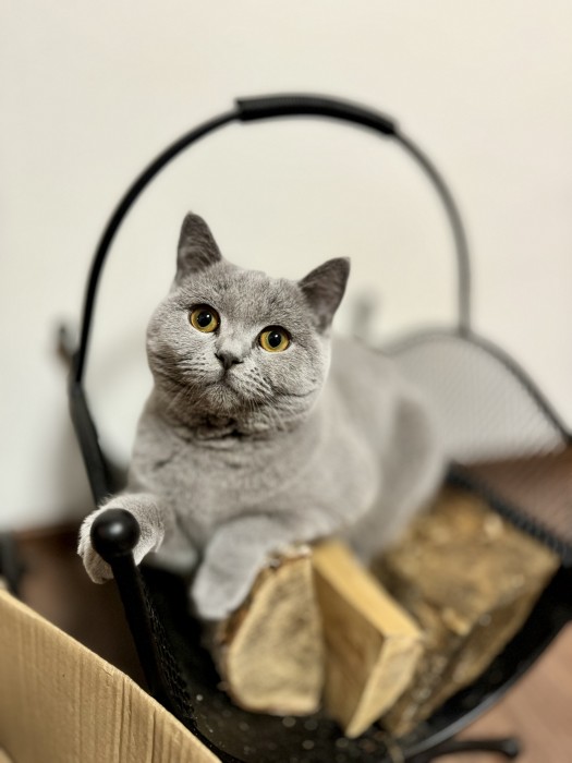 Bibi SilverPoint
