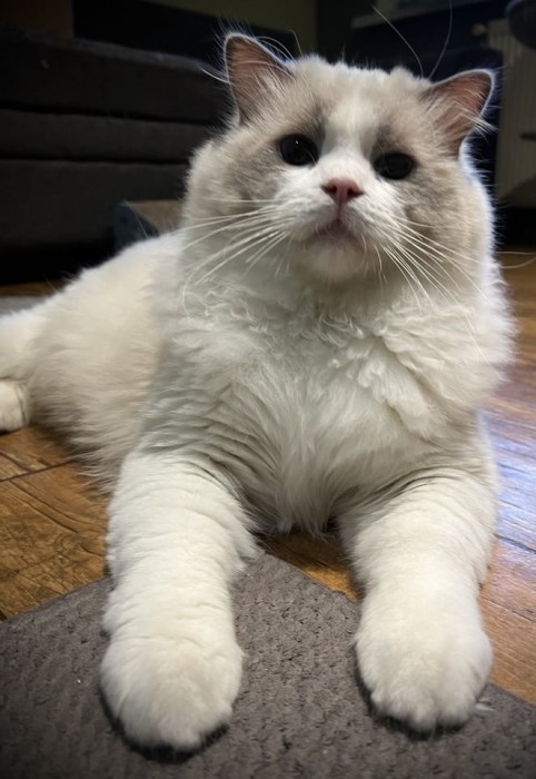 Teddy 
