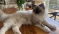 PedroCats*PL