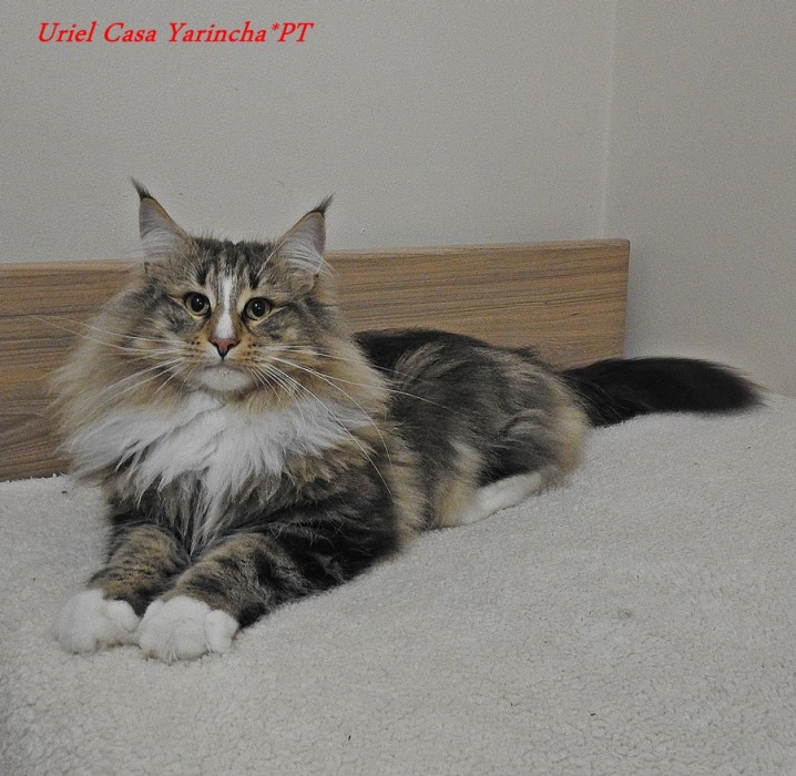 GIC Uriel Casa Yarinha*PT
