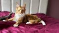 FlerkenCats*PL