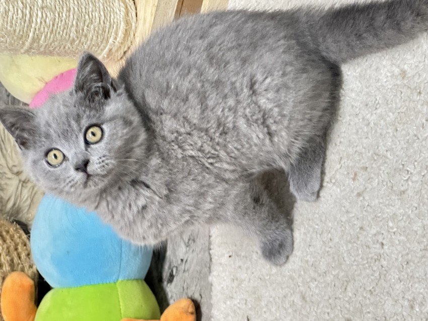 Mrucz�ce szcz�cie - ARMANDO
