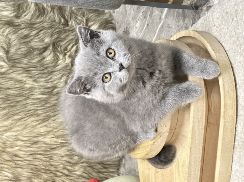 Miziasta koteczka - AUGUSTYNA
