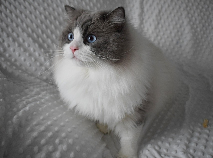Nicolas Snow Fluff Cat
