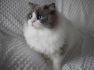 Snow Fluff Cat*PL
