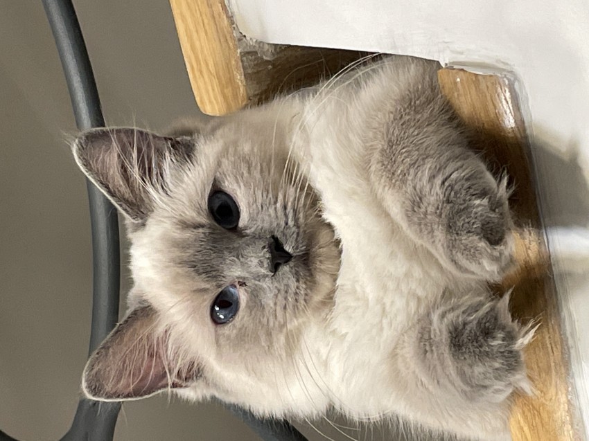 AIRA
