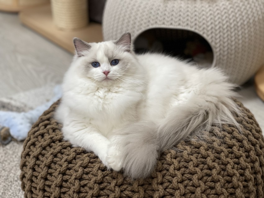 Ragdolls von Werbellinsee 
