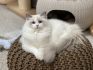 Ragdolls von Werbellinsee 