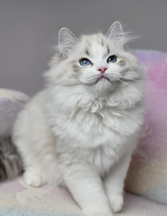 Coco 
