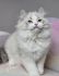 PedroCats*PL