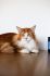 Mruczad�o*PL