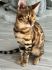 Kingdom Catrin*PL